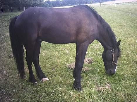 Anden særlig race Pondus Black Knight billede 3