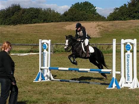 Anden særlig race Pondus Black Knight billede 4