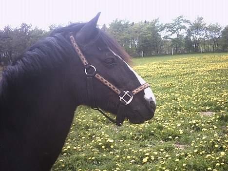 Anden særlig race Pondus Black Knight billede 5