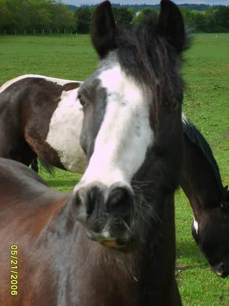 Anden særlig race Pondus Black Knight billede 6