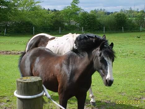 Anden særlig race Pondus Black Knight billede 7