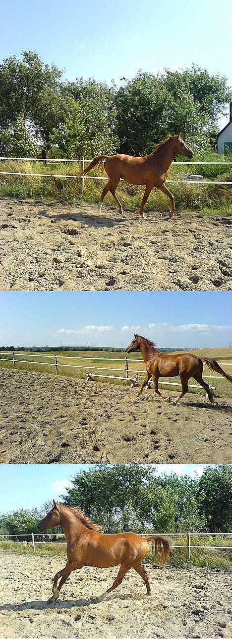 Anden særlig race MACCOY - To trav og ét galop billede!. Fotograf: Mig billede 12