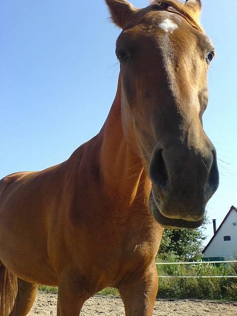 Anden særlig race MACCOY - Øhm.. Ja?!. Fotograf: Mig billede 13