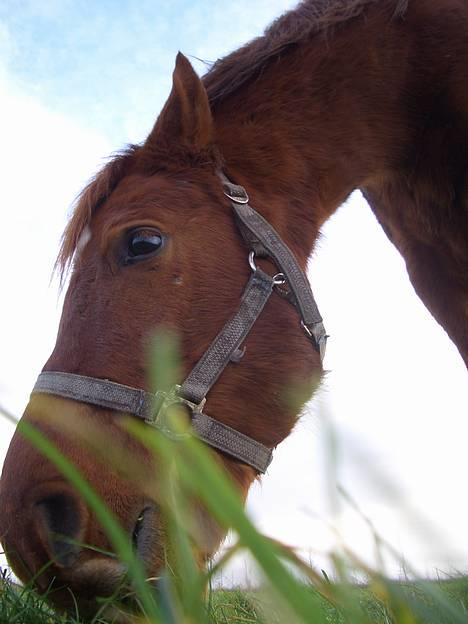 Anden særlig race MACCOY - SMUKT billede fra Sidste Dag Sammen! Fotograf: Mig billede 14