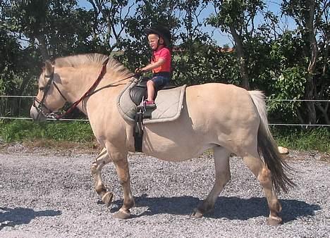 Fjordhest Lotte R.I.P.  - Kristina (3 år) rider en tur på ridebanen alene.... billede 16