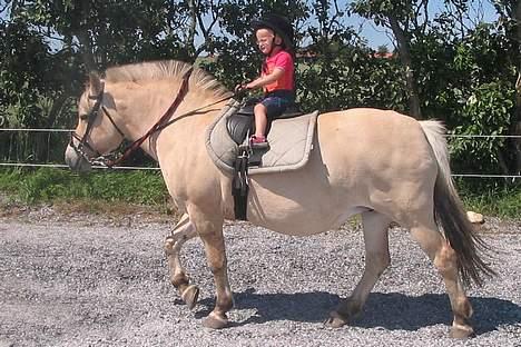 Fjordhest Lotte R.I.P.  - Sikke sød Lotte er hun trakser bare ligeså stille derud af billede 17