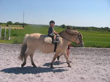 Fjordhest Lotte R.I.P.  - Kasper og Lotte rider en tur billede 18