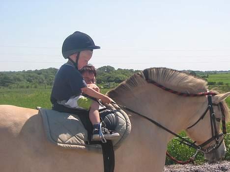 Fjordhest Lotte R.I.P.  - Kasper (3 år) rider på Lotte billede 19