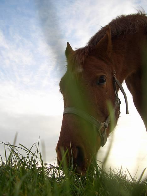 Anden særlig race MACCOY - Fra Sidste dag sammen.. Fotograf: Mig billede 15