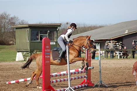 DSP Englykkes Ginger - Til springkursus ved Jeppe V. Nielsen billede 15