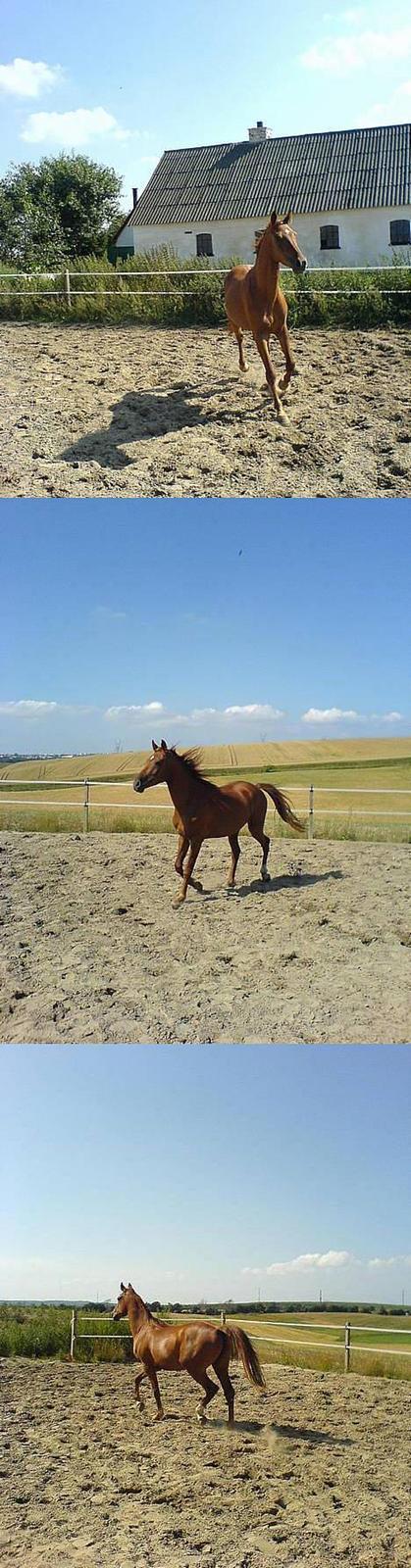 Anden særlig race MACCOY - 3 flotte trav billeder - Med mobil!. Fotograf: Mig billede 17