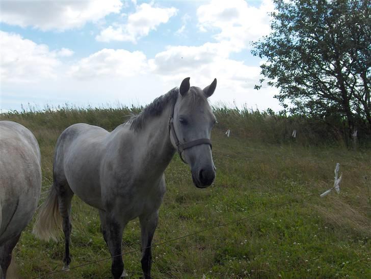 Hollandsk Sportspony | Rainy Lake (solgt 07) - På sommergræs<3 billede 10