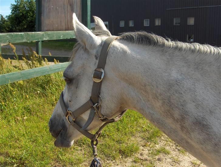 Hollandsk Sportspony | Rainy Lake (solgt 07) - Gumle gumle ;P Elsker dig!<3 billede 11