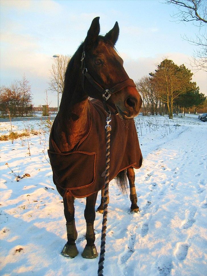 Dansk Varmblod † Elmevangs Maine † - Vintervejr - november 2010... billede 12