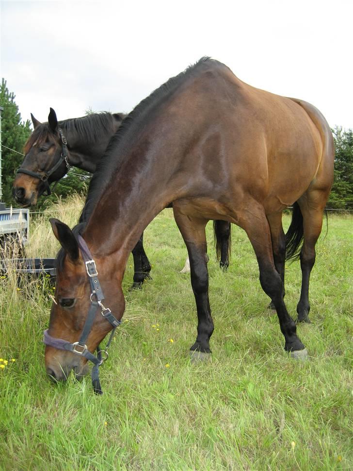 Dansk Varmblod † Elmevangs Maine † - Mmmm lækkert græs... Juli 2007. billede 13
