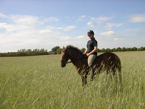 Anden særlig race Sandra [solgt/DØD] <3 - Korn mark hovsa billede 9
