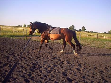 Oldenborg schousboes freja - endnu engang traver min guldklump rundt billede 6