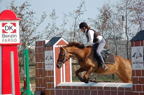 DSP Englykkes Ginger - Til Springkursus ved Jeppe V. Nielsen...  billede 16