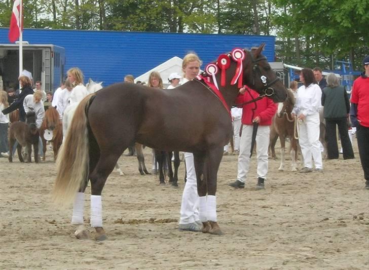 New Forest Avlshingsten Ronald - Ronald, Sjællandspræmie hingst, Roskilde Dyrskue 2006. billede 7