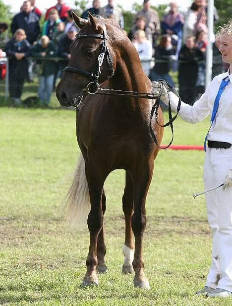 New Forest Avlshingsten Ronald - Ronald, hvor han er inde og deltage om at blive Sjællandspræmiehingst. billede 10