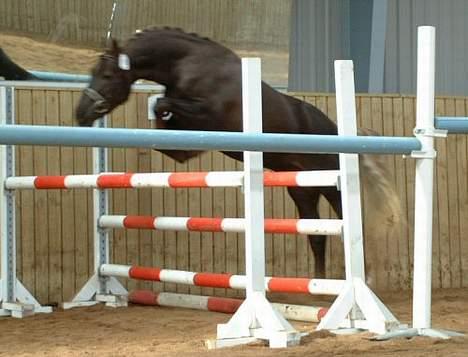 New Forest Avlshingsten Ronald - Ronald som løsspringer. Her til hingstekåring som 3 års. billede 11