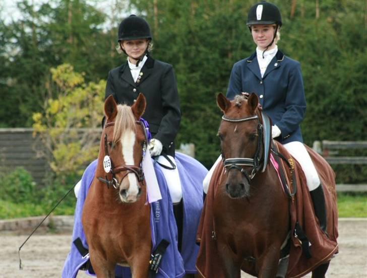 New Forest Avlshingsten Ronald - Ronald og Schubert da de vandt henholdsvis 4 og 5 års championatet i dressur. Foto: SS-foto.dk billede 16