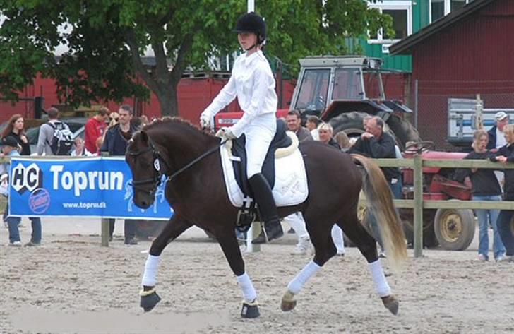 New Forest Avlshingsten Ronald - Ronald på Roskilde Dyrskue. Her i gangartskonkurrencen (4 år). billede 17