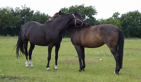 Dansk Varmblod Columbine AFLIVET - Mai Melanie og Bine billede 10