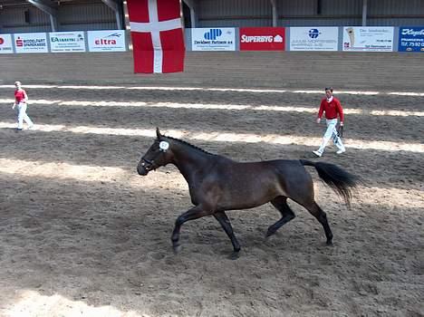 Oldenborg Brøndsteds Claudia billede 11