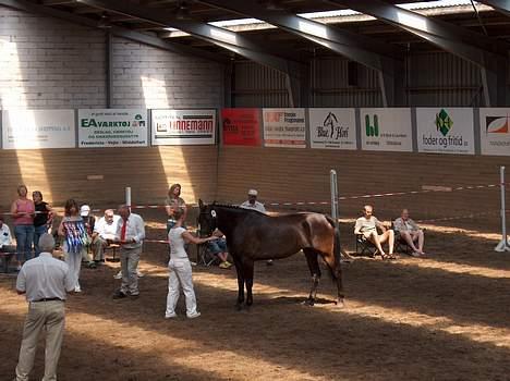 Oldenborg Brøndsteds Claudia billede 12