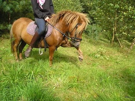 Shetlænder Lille Prins *SOLGT* - jeg kan når jeg vil og nu vil jeg gerne billede 1