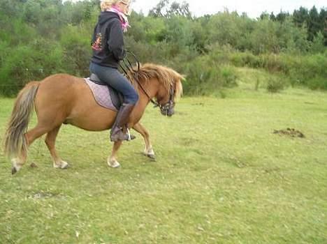 Shetlænder Lille Prins *SOLGT* - så skridter vi lige en god tur på marken billede 2