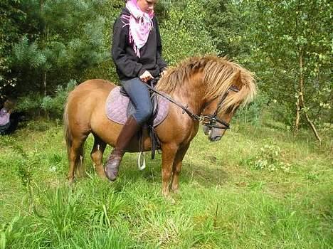 Shetlænder Lille Prins *SOLGT* - ja jeg kan når jeg vil og lige nu vil jeg gerne billede 5