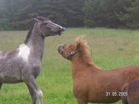 Shetlænder Lille Prins *SOLGT* - jeg kan ikke nå dig billede 9