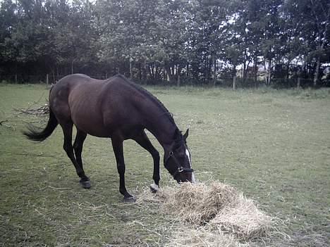 Anden særlig race Romeo(minde) billede 8