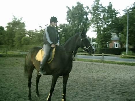 Anden særlig race Romeo(minde) billede 10