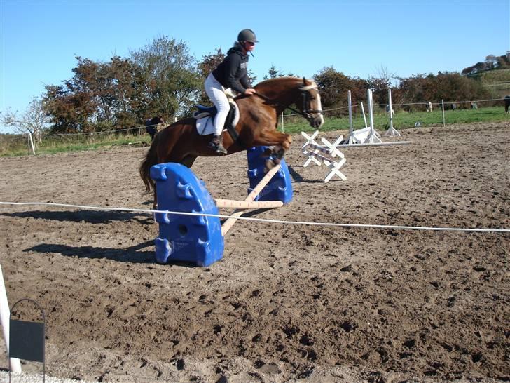 Welsh Cob (sec D) Mondetgårds Lady Duchess - 7. Dygtig pony :D Lady springer med Marlene <3 2009 billede 4