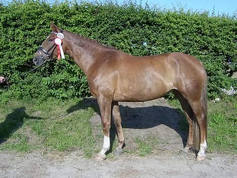 Dansk Varmblod Robbia Vedstedholm - Robbia med hendes fine røde sløjfe og den mislykkede krone på halsen billede 8