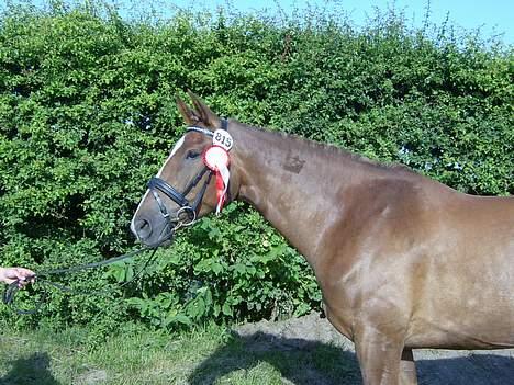 Dansk Varmblod Robbia Vedstedholm - Eksteriør kåring 2/7 2006 billede 9
