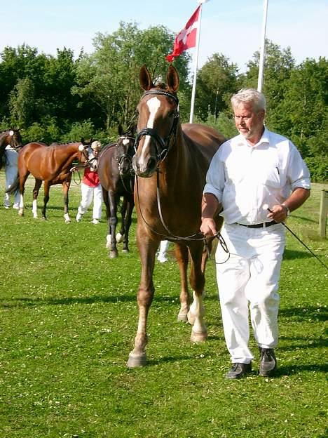 Dansk Varmblod Robbia Vedstedholm - Robbia med hendes avler under oprangeringen til kåringen billede 10