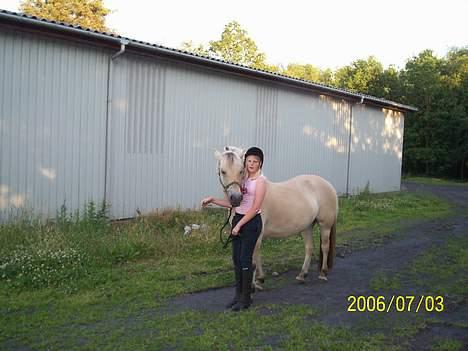 Fjordhest bell billede 13