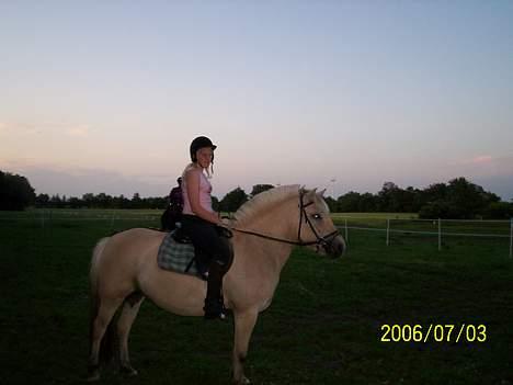 Fjordhest bell billede 14