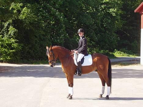 Holstener Matell - Smukke Matello <3 billede 3