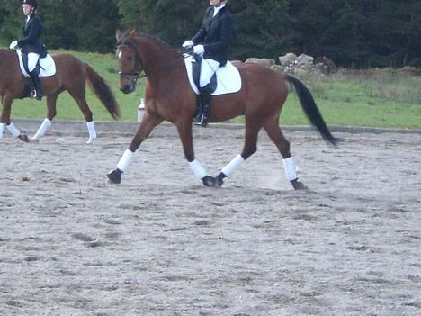 Holstener Matell - Opvarmning i Hinnerup d.15/4-07 billede 8