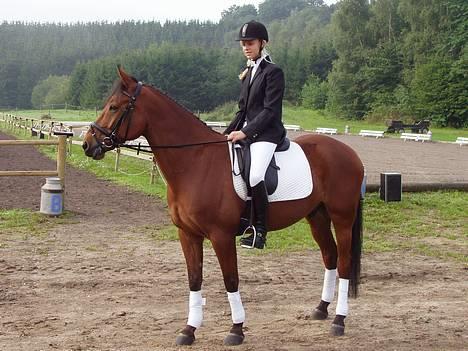 Holstener Matell - i hinnerup :b billede 11