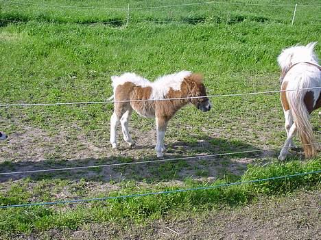 Shetlænder Unique [Solgt] - jeg kan se farmand her fra billede 11