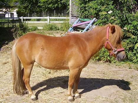 Shetlænder Sussi - #11 Sussi, sommer 2006 billede 11