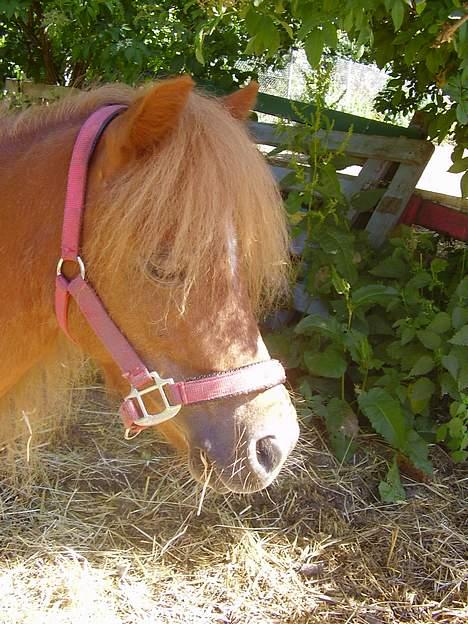 Shetlænder Sussi - #12 Sussi billede 12