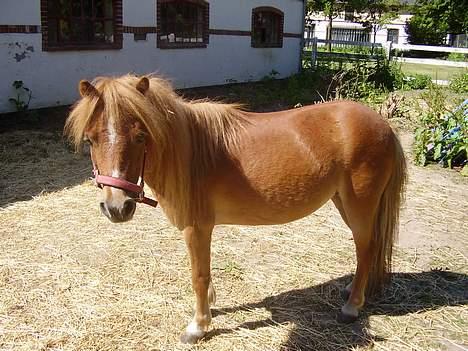 Shetlænder Sussi - #13 Sussi  billede 13