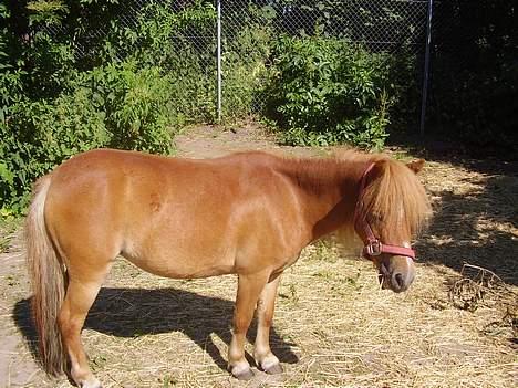 Shetlænder Sussi - #14 Sussi, sommer 2006. billede 14